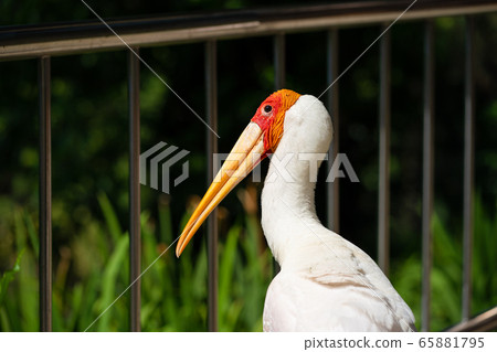 Portrait of milky storks walks along a path in a Portrait of milky storks walks along a path in a 65881795