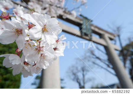 Cherry blossoms at Toyokuni Shrine Cherry blossoms at Toyokuni Shrine 65882192