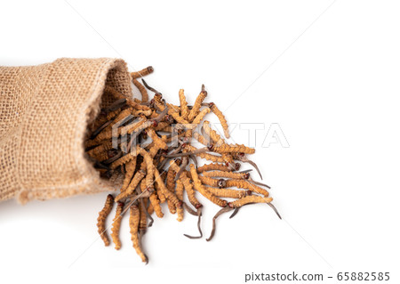 Closeup of Ophiocordyceps sinensis or mushroom Closeup of Ophiocordyceps sinensis or mushroom 65882585