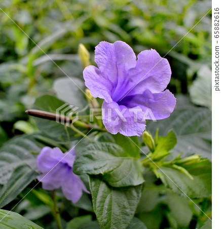 Ruellia tuberosa or minnieroot, popping pod, cracker plant in garden:purple color flower in morning light.  65882616
