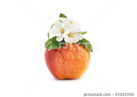 Isolated apple blossom and red apple Isolated apple blossom and red apple 65883560