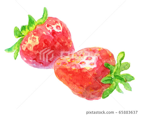 兩個水彩草莓 兩個水彩草莓 65883637