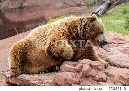 A large brown bear sitting on a rock A large brown bear sitting on a rock 65884140