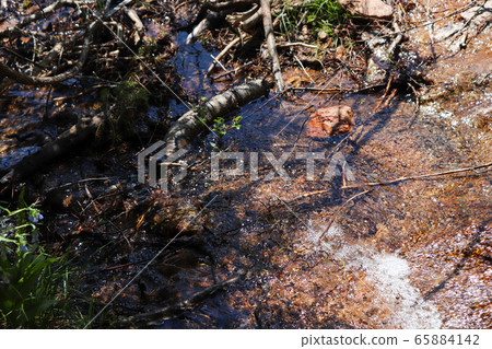Frosted forest undergrowth Frosted forest undergrowth 65884142