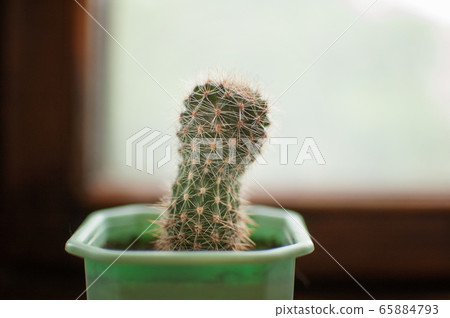 Small cactus in a light green flower pot standing on the wooden window sill indoor, succulent concept 65884793
