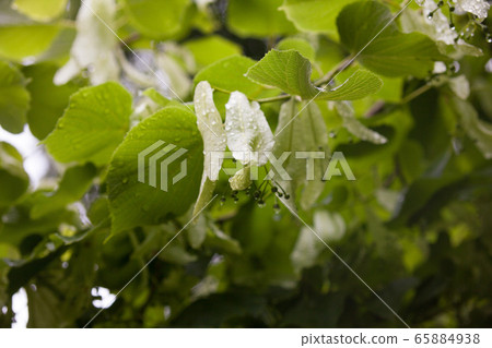 Wet lime tree (linden) branches. 65884938