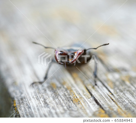 Male stag beetle. Big mandibles. Close-up. 65884941
