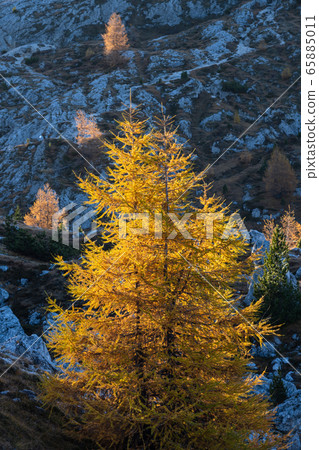 Autumn larch trees in first morning sunlight on 65885011