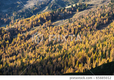 Sunny colorful autumn alpine mountain larch and 65885012