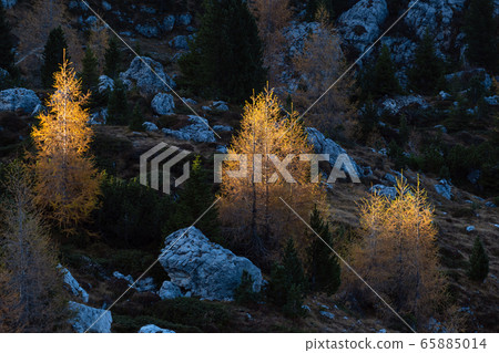 Autumn larch trees in first morning sunlight on Autumn larch trees in first morning sunlight on 65885014