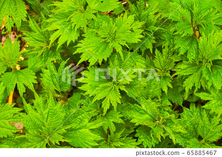New Life Brand Header Nature New Life Brand Header Nature 65885467
