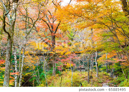 Autumn Hananuki Valley Shiomi Falls Suspension Bridge and autumnal scenery (Takahagi City, Ibaraki Prefecture) November 2019 Autumn Hananuki Valley Shiomi Falls Suspension Bridge and autumnal scenery (Takahagi City, Ibaraki Prefecture) November 2019 65885495