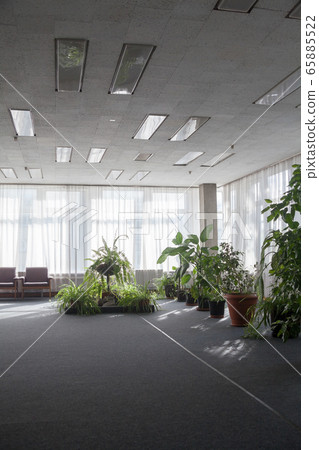 Green plants in the flowerpots in the lounge. 65885522