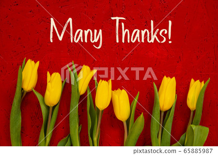 Yellow Tulip Flowers, Red Background, Text Many 65885987