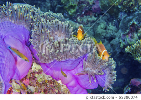 Blackfinned Anemonefish, Amphiprion nigripes Blackfinned Anemonefish, Amphiprion nigripes 65886074