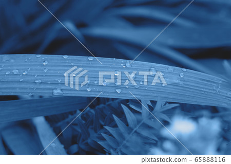 Close up picture of leaves in the trendy classic blue color of the year. 65888116