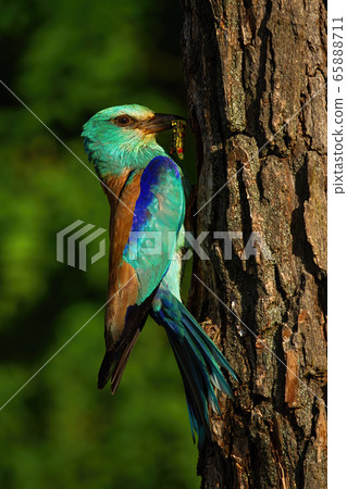 Vertical composition of european roller sitting near nest about to feed in summer at sunrise 65888711