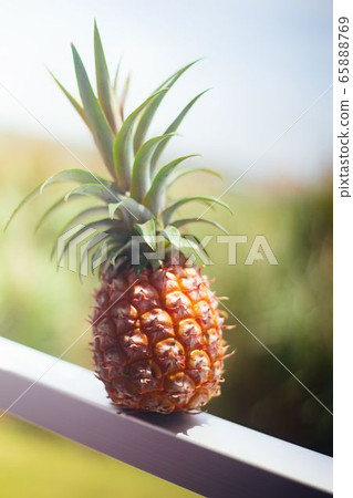 pineapple pineapple 65888769