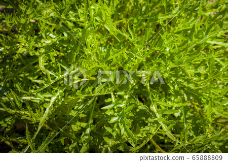 arugula grows in sun rays garden arugula grows in sun rays garden 65888809