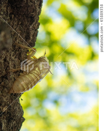 Cicadian shell 65889358