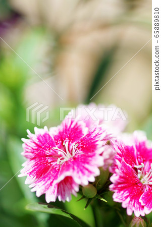 Nadesico "plant" 65889810