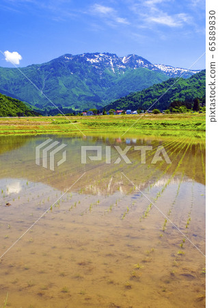 Mt. Hakkai reflected in paddy field (vertical) 65889830