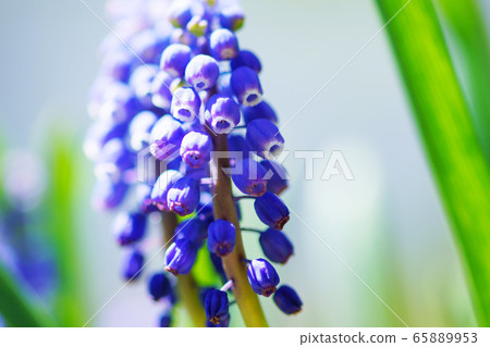 Muscari "plant" Muscari "plant" 65889953