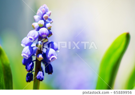 Muscari "plant" Muscari "plant" 65889956