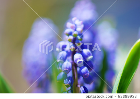 Muscari "plant" Muscari "plant" 65889958