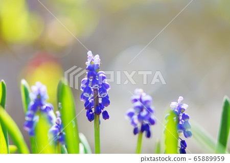 Muscari "plant" 65889959