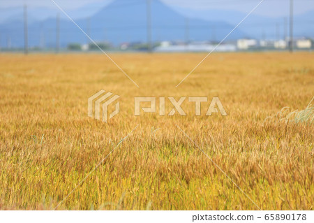 Image of fresh green and environment in May 65890178