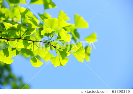 五月的新鮮綠色和環境形象 65890359