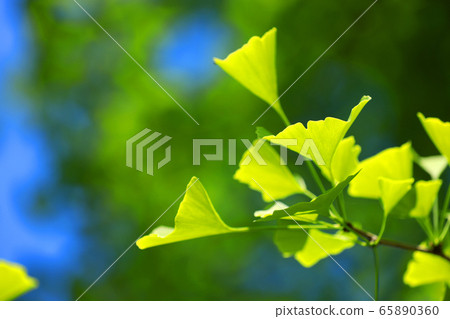 五月的新鮮綠色和環境形象 五月的新鮮綠色和環境形象 65890360