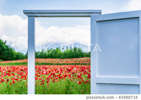 宮城縣川崎町罌粟花的花朵領域 65890718