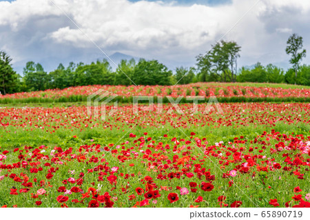 宮城縣川崎町罌粟花的花朵領域 65890719