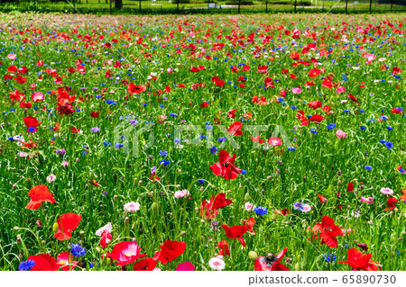 宮城縣川崎町罌粟花的花朵領域 65890730