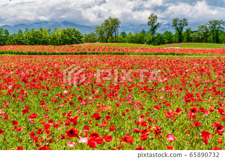 宮城縣川崎町罌粟花的花朵領域 65890732