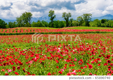 宮城縣川崎町罌粟花的花朵領域 宮城縣川崎町罌粟花的花朵領域 65890740