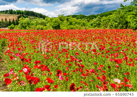 Flower field of poppies Michinoku Forest Lakeside National Park Kawasaki Town, Miyagi Prefecture Flower field of poppies Michinoku Forest Lakeside National Park Kawasaki Town, Miyagi Prefecture 65890743