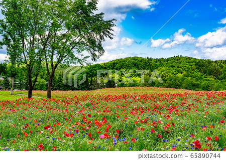Flower field of poppies Michinoku Forest Lakeside National Park Kawasaki Town, Miyagi Prefecture 65890744