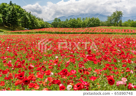 宮城縣川崎町罌粟花的花朵領域 65890748