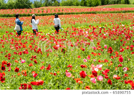 宮城縣川崎町罌粟花的花朵領域 宮城縣川崎町罌粟花的花朵領域 65890755