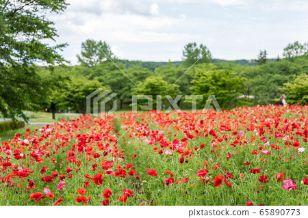 Flower field of poppies Michinoku Forest Lakeside National Park Kawasaki Town, Miyagi Prefecture 65890773