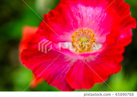 Poppy Hana, Michinoku Forest Lakeside National Park Kawasaki Town, Miyagi Prefecture Poppy Hana, Michinoku Forest Lakeside National Park Kawasaki Town, Miyagi Prefecture 65890788