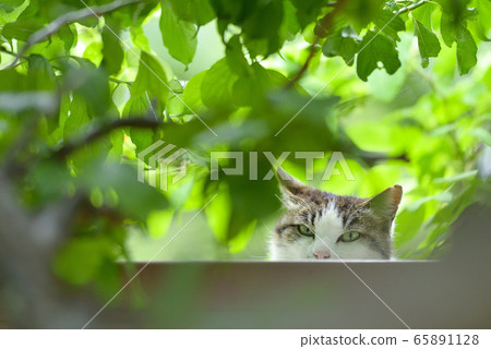 Fresh green [plum tree] cat looking down 65891128