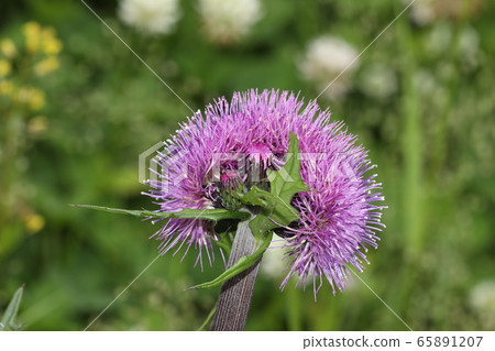 Thistle flower obi formation Thistle flower obi formation 65891207