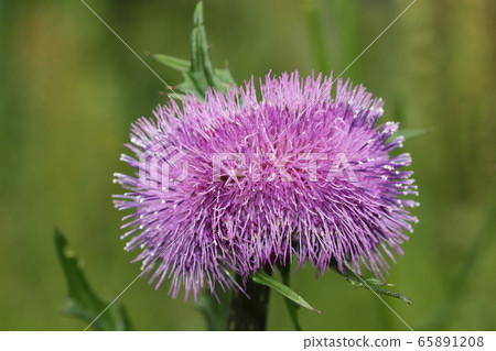 薊花obi形成 65891208