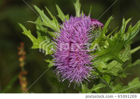 薊花obi形成 65891209