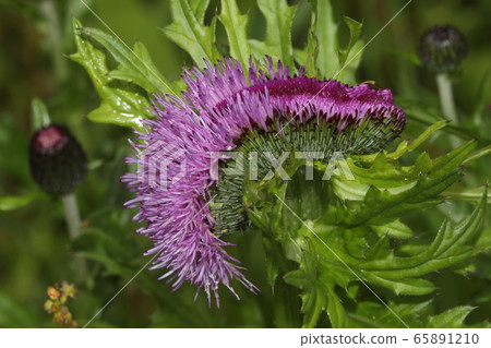 薊花obi形成 65891210