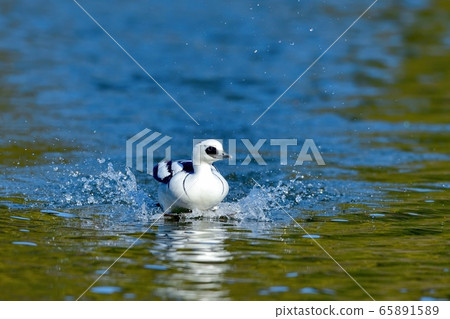 Dynamic Miko Aisaos landing scene 65891589